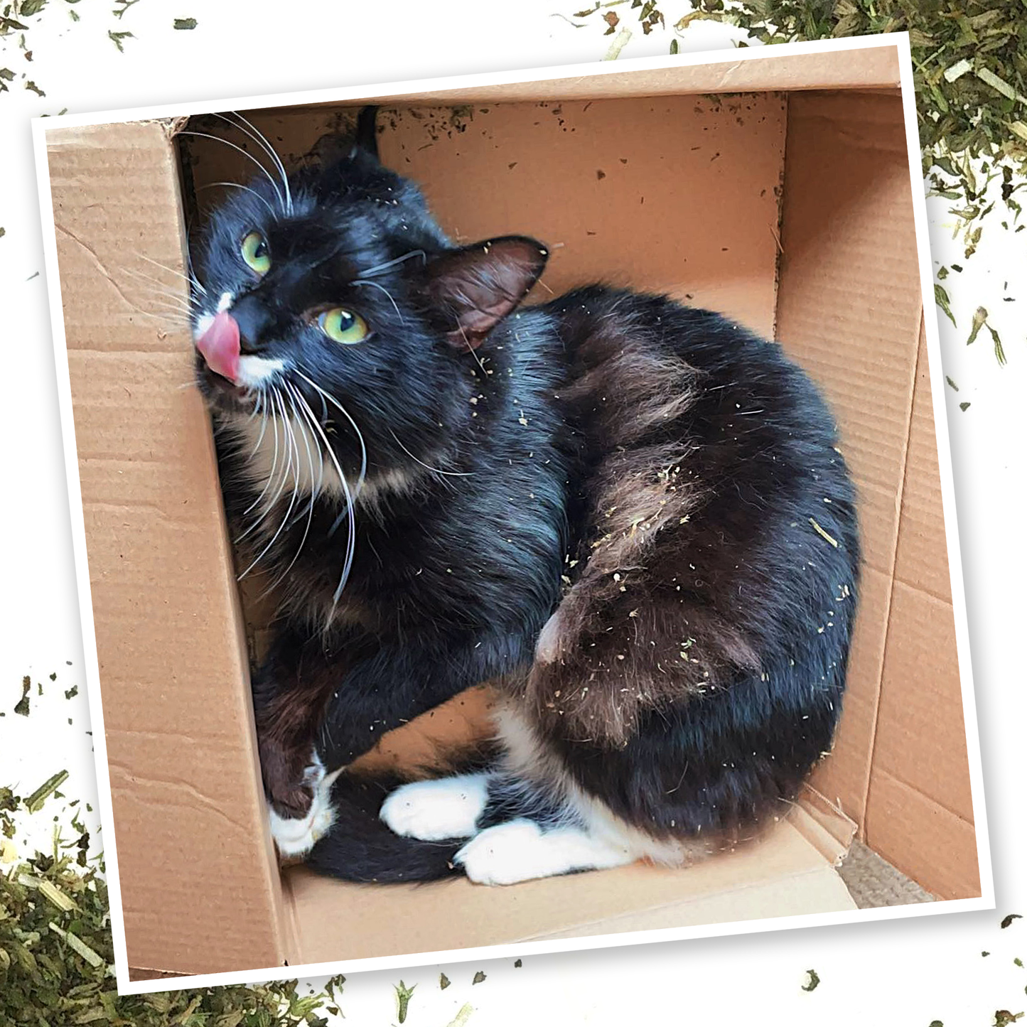 Purrple Passion - Silvervine and Catnip Blend