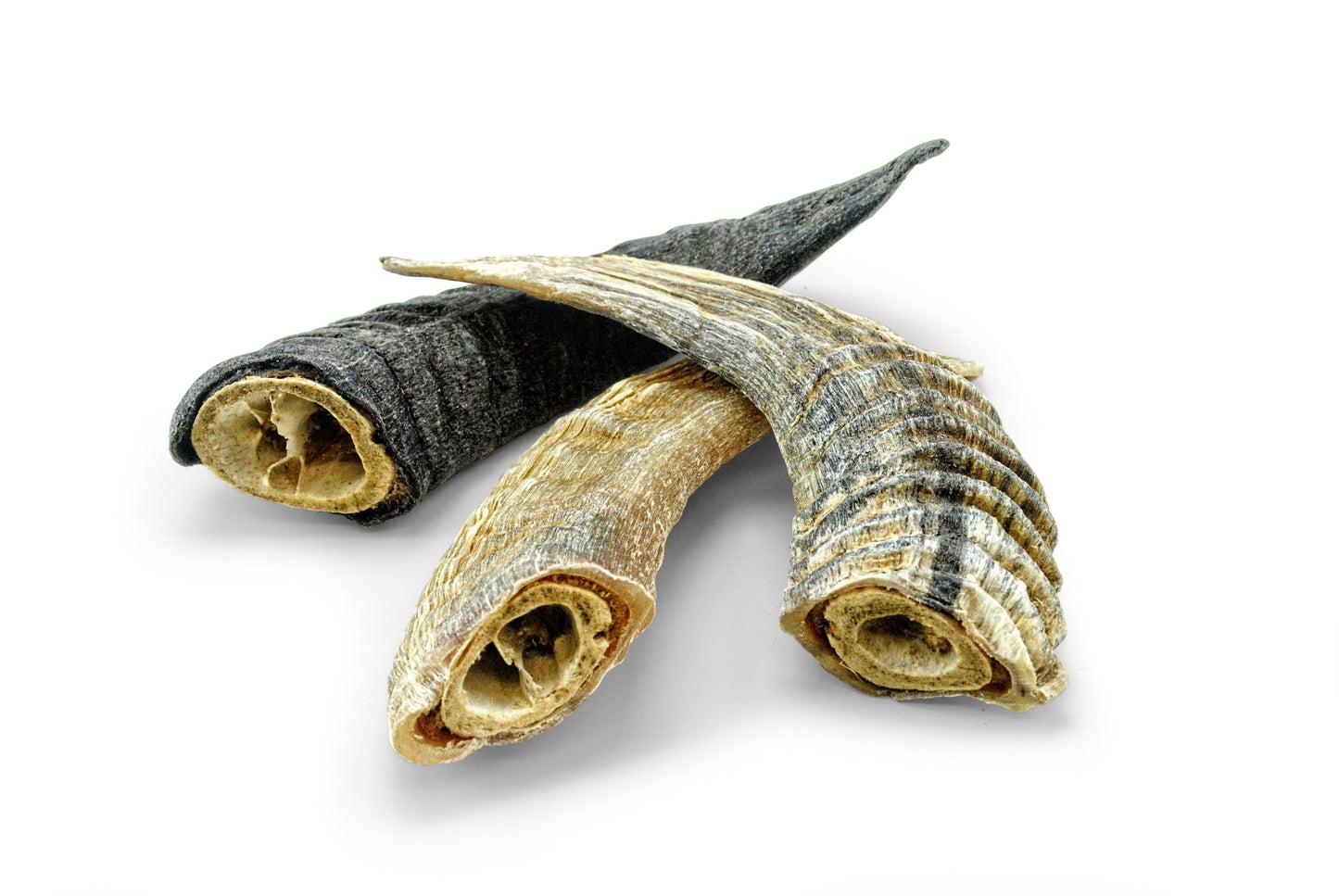 Icelandic+ Small Lamb Horn with Marrow Dog Treat