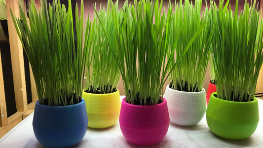Cat Grass Garden Balls