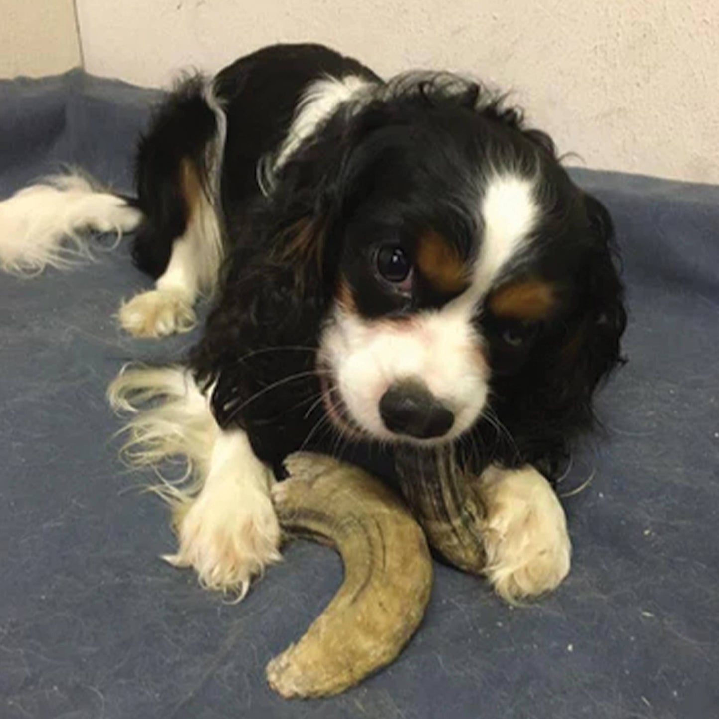 Icelandic+ Small Lamb Horn with Marrow Dog Treat