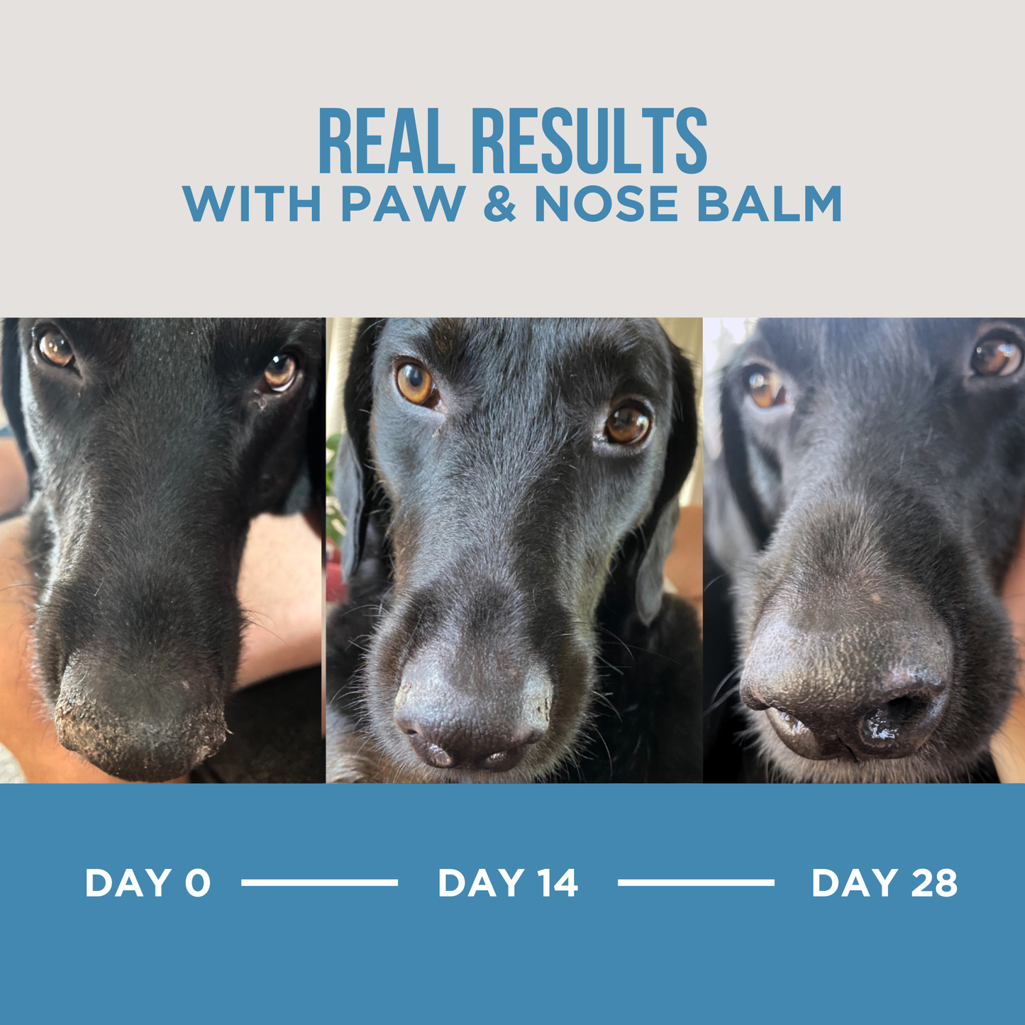 The Only Paw & Nose Balm Dogs Need