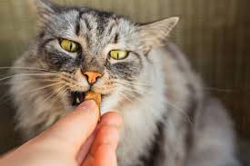 Cat Treats