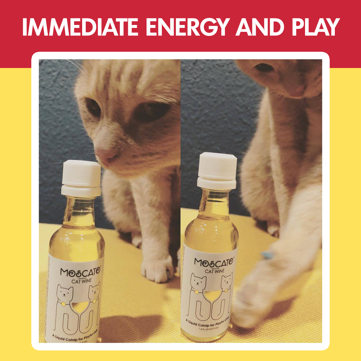 Cat Wine Pawty Pack Twin Pack Gabled Gift Pack Case Discount