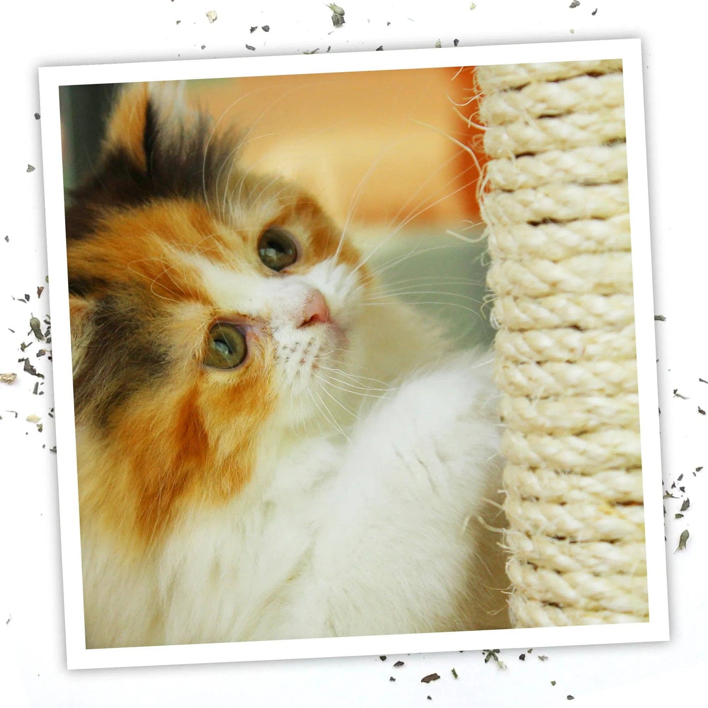 Meowijuana® Catnip Spray - 3 oz.