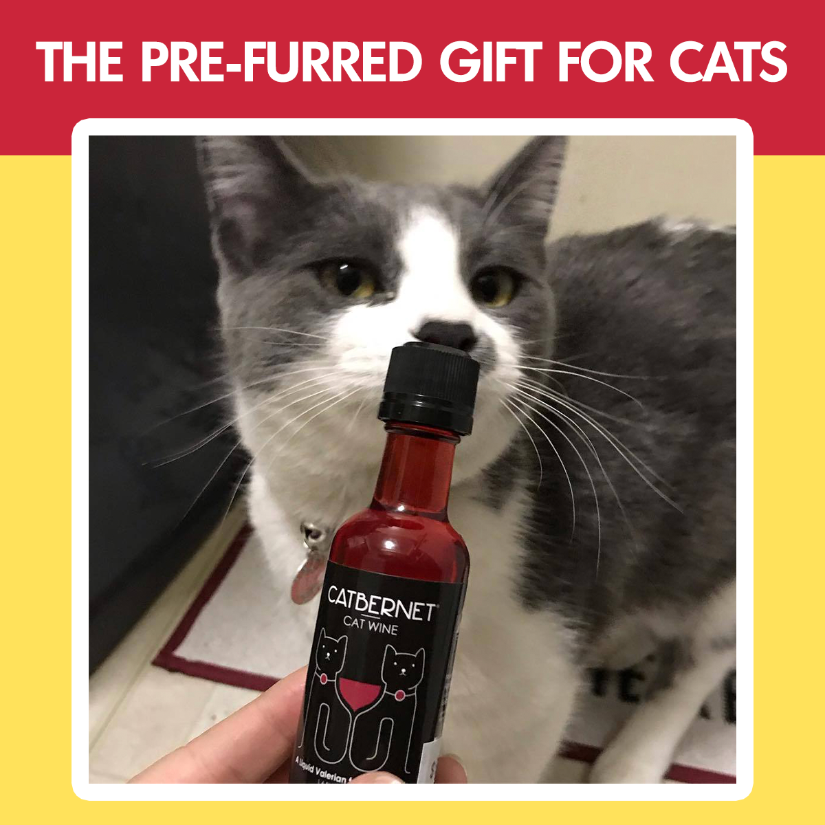 Cat Wine Pawty Pack Twin Pack Gabled Gift Pack Case Discount