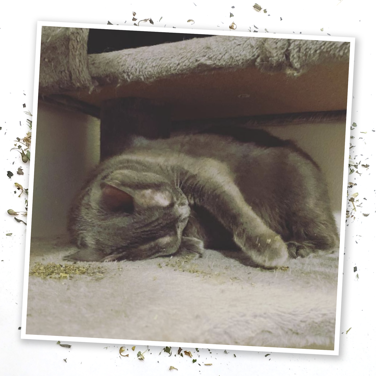 Whisker Tickler - Chamomile, Dandelion, and Catnip blend
