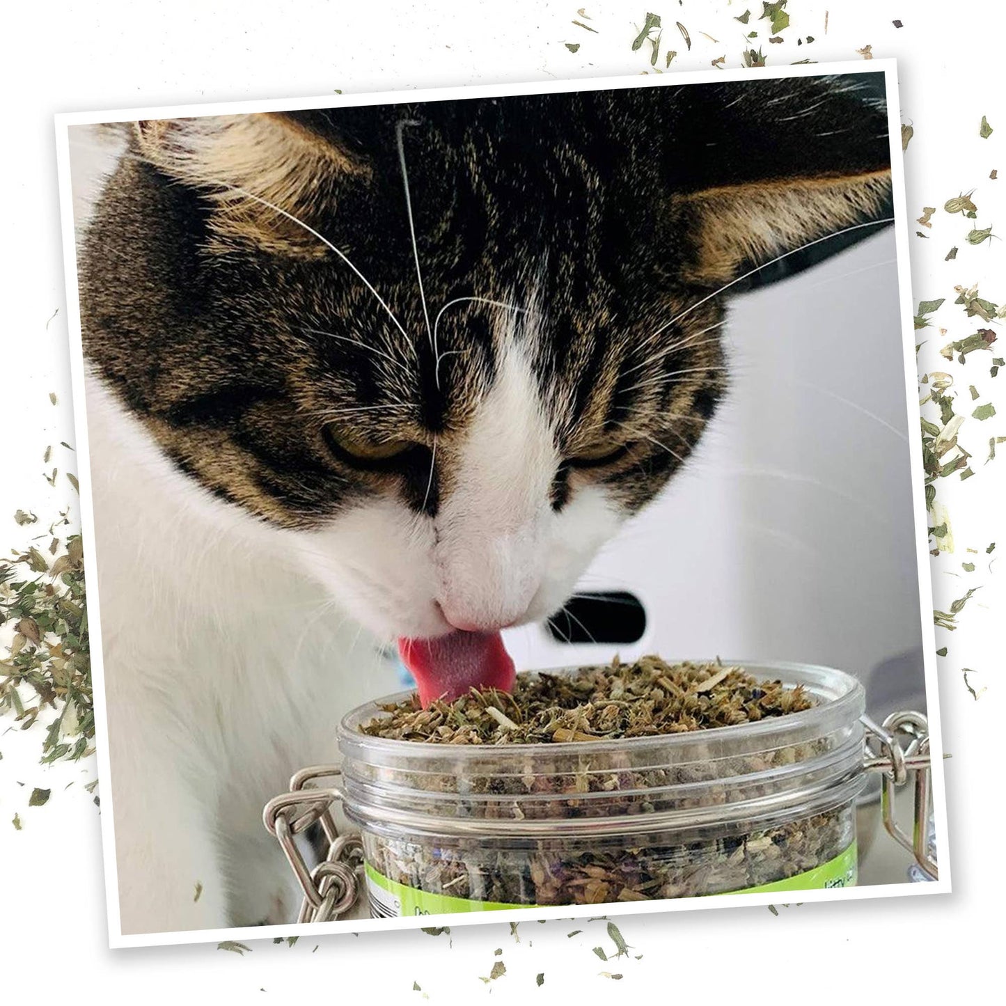 Catnip Pawty Mix